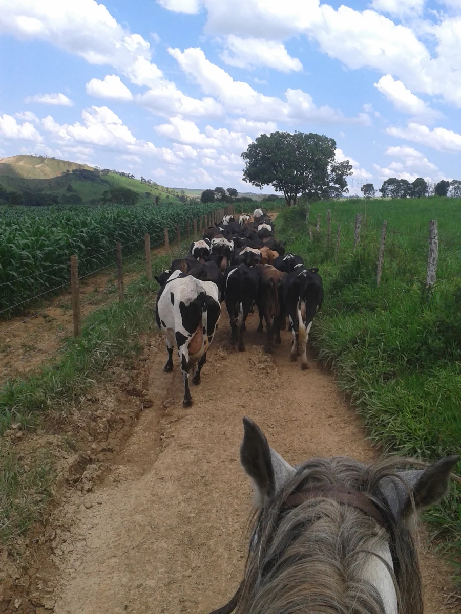 A rotina no campo